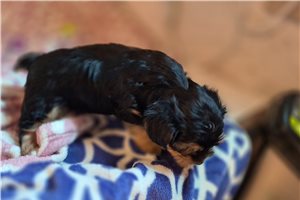 Midas - Shorkie for sale
