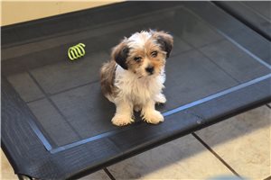 Marcus - Shorkie for sale
