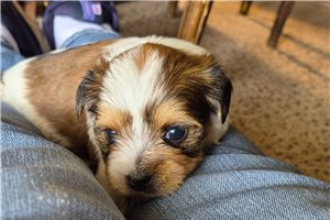 Marcus - Shorkie for sale