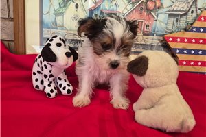 Ledger - Shorkie for sale
