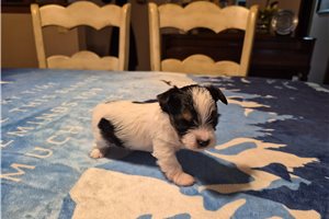 Ledger - Shorkie for sale