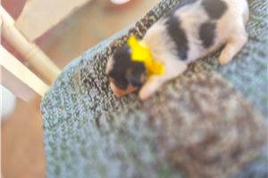 Mirabel - Shorkie for sale