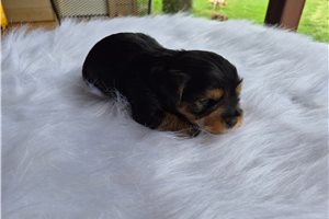 Midas - Shorkie for sale