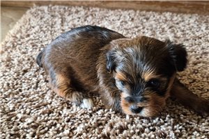 Milo - Shorkie for sale