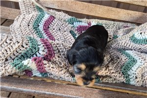 Midas - Shorkie for sale