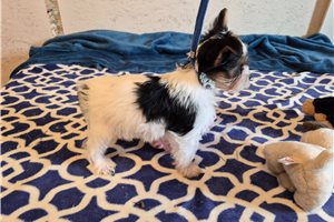 Ledger - Shorkie for sale