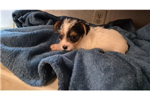 Lawrence - Shorkie for sale
