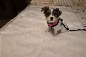 Betty - Shorkie for sale