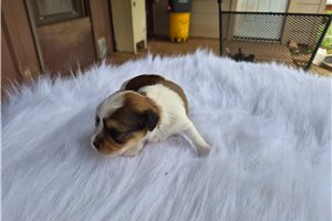 Marcus - Shorkie for sale