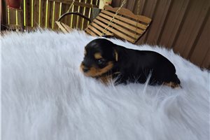 Mikey - Shorkie for sale