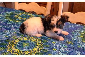 Ledger - Shorkie for sale