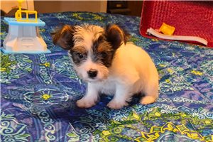 Ledger - Shorkie for sale