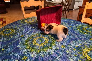Lawrence - Shorkie for sale