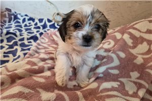Marcus - Shorkie for sale