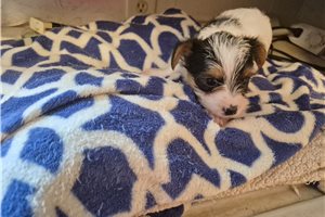 Lawrence - Shorkie for sale