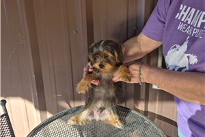Milo - puppy for sale