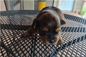 Milo - Shorkie for sale