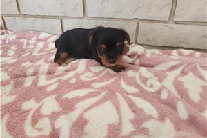 Isabella - Yorkshire Terrier - Yorkie for sale
