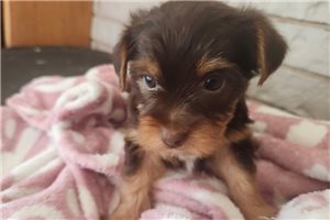 Kinsley - Yorkshire Terrier - Yorkie for sale