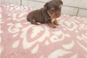 Nikita - Yorkshire Terrier - Yorkie for sale