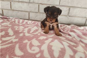 Iris - puppy for sale