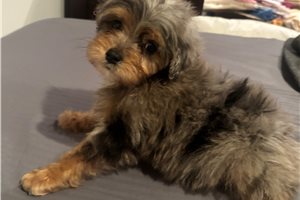 Iggy - Aussiedoodle for sale