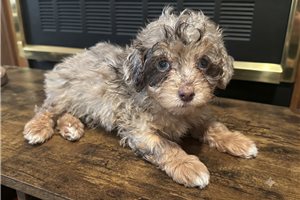 Isabella - Aussiedoodle for sale
