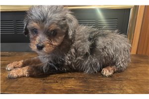 Iggy - Aussiedoodle for sale
