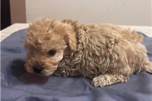 Able - puppy for sale