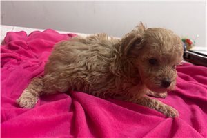 Abigail - puppy for sale