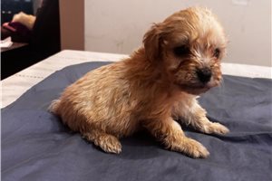 Abbot - Cavapoo for sale