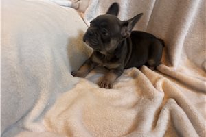 PeeWee - French Bulldog for sale