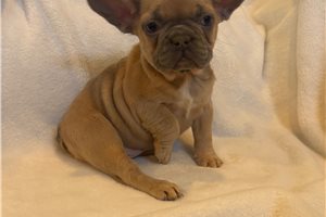 Ella - puppy for sale