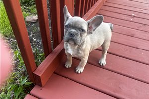 Ella - French Bulldog for sale