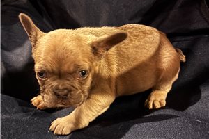 Ella - French Bulldog for sale