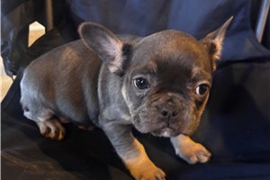 Dorothy - French Bulldog for sale