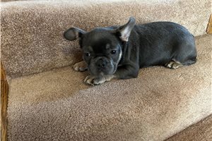 Dorothy - French Bulldog for sale