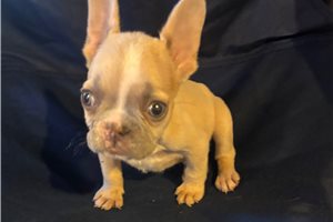 Cartwright - French Bulldog for sale