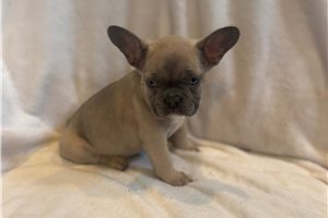 Ella - French Bulldog for sale
