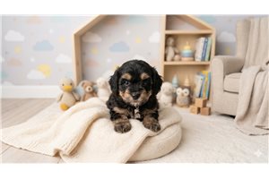 Huckley - Havapoo for sale