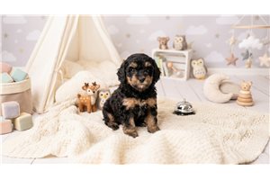 Hazel Mae - puppy for sale
