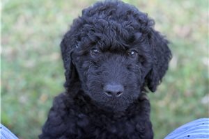 Ninja - Goldendoodle, Mini for sale