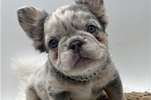 Angus - French Bulldog for sale