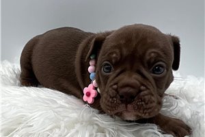 Hana - Olde English Bulldogge for sale