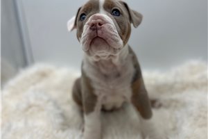 Isla - Olde English Bulldogge for sale