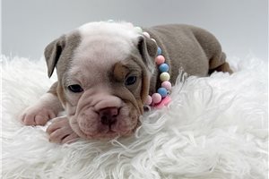 Harley - Olde English Bulldogge for sale