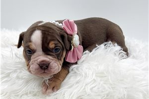 Harlow - Olde English Bulldogge for sale