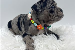 Haley - Olde English Bulldogge for sale