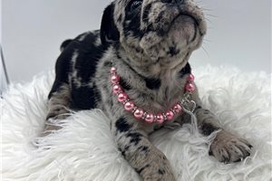 Halo - Olde English Bulldogge for sale