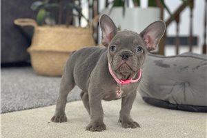 Alexis - puppy for sale